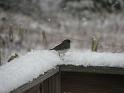 2008-12-07_First_Snow 061